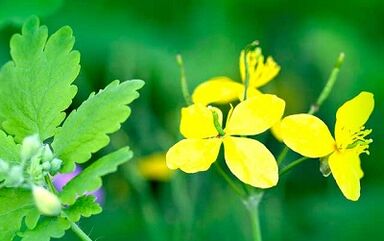 Use of Celandine to eliminate warts