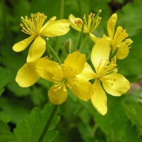 celandine against papillomas