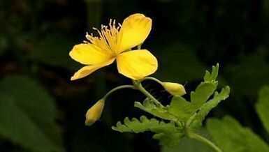 Eliminate warts with Celandine